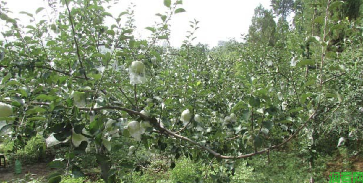 苹果树生长期环剥促花结果技术