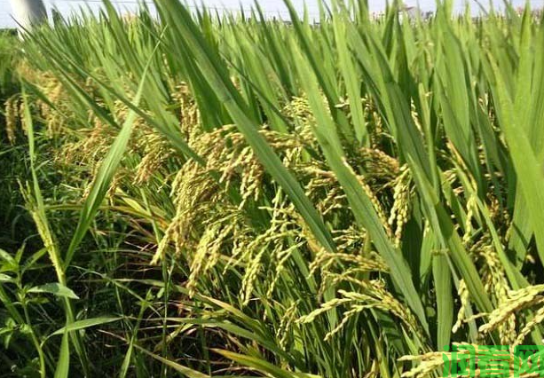 种水稻如何科学用肥？
