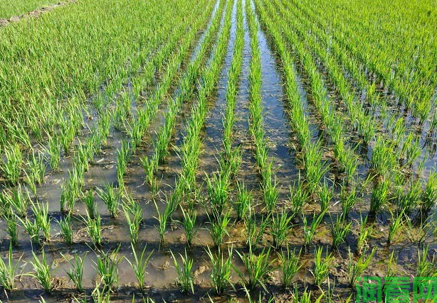 种水稻如何选用肥料？