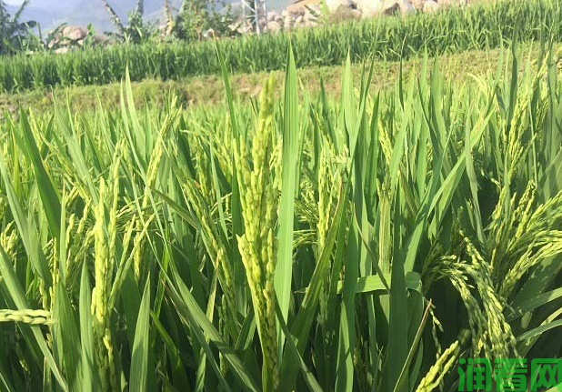 水稻种植有哪些小技巧？