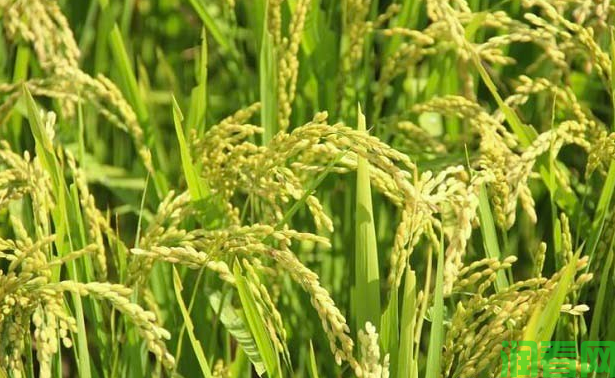 水稻的产量潜力究竟有多大？是否已经到了极限？