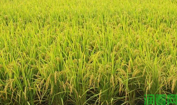 水稻收割期如何确定？怎样掌握？