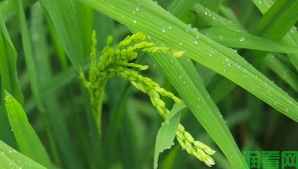 水稻健身栽培的主要含义是什么？生产中应如何应用？