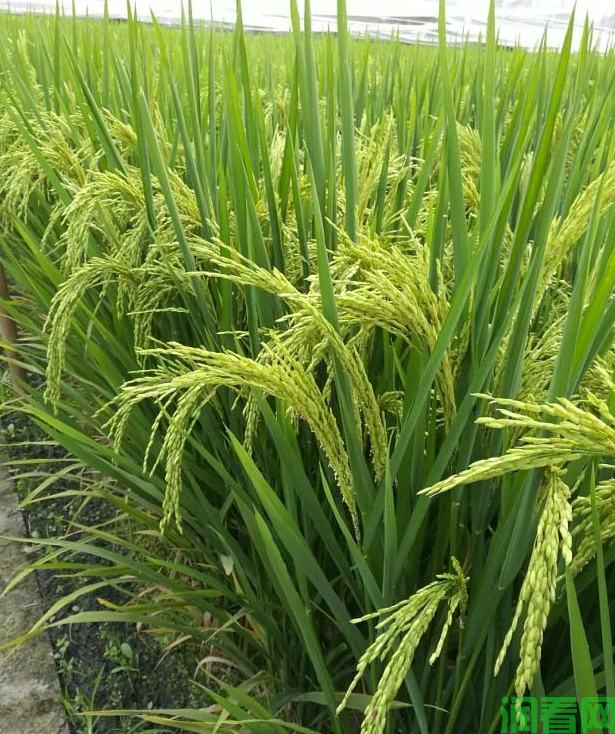 怎样防治风害对水稻的影响？