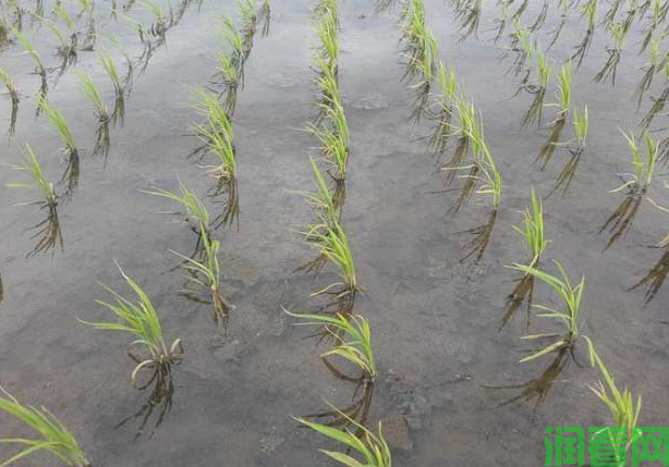 如何防治低温对水稻的影响？