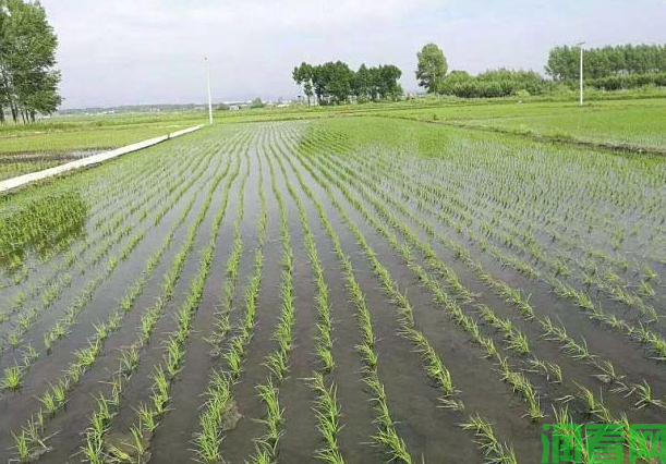 怎样确定生产地水稻的水分灌溉原则？