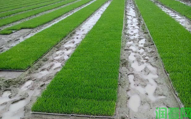 水稻控苗有什么要求？如何进行水稻控苗？
