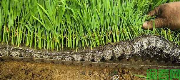 如何延长水稻育秧塑膜的有效使用期？