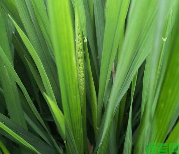 种植水稻如何使用多效唑？