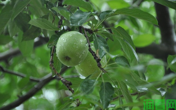 苹果树生长发育需水量是多少？