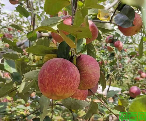 苹果使用“高脂钙膜”免套袋技术有哪些优点？