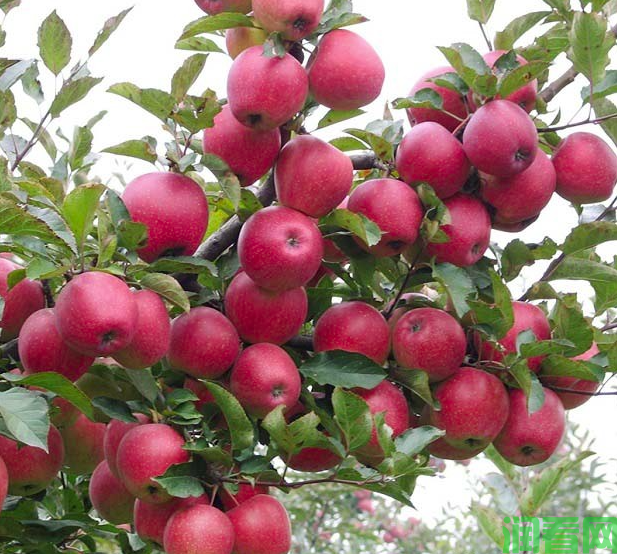 造成苹果结的果逐年变小的原因是什么？