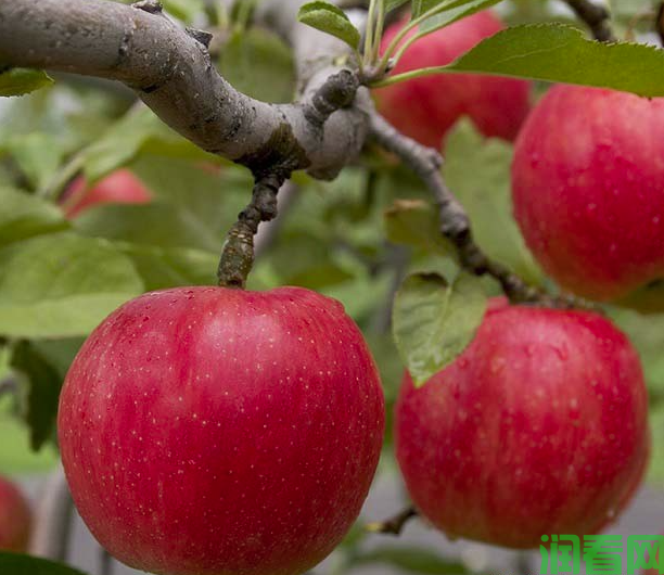 苹果摘袋后不上色的原因是什么？