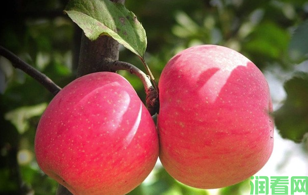 苹果用什么药剂能提高果实品质？