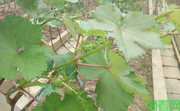 红地球葡萄品种的茎蔓有哪些特点？