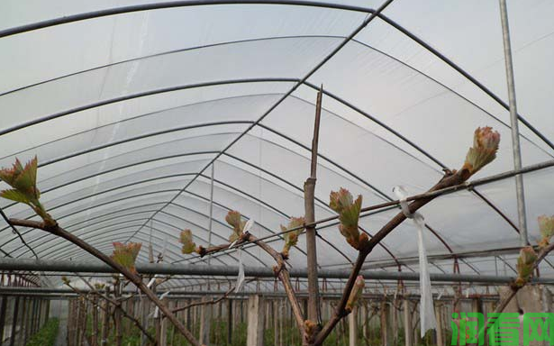 大棚葡萄催芽时温度湿度多少度好？