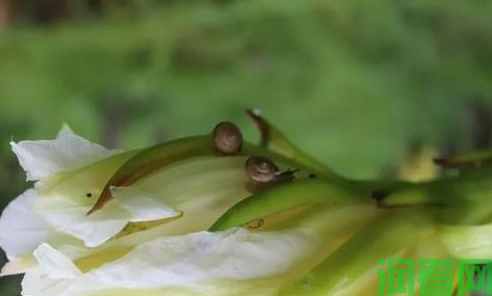 火龙果蜗牛用什么药品喷治？
