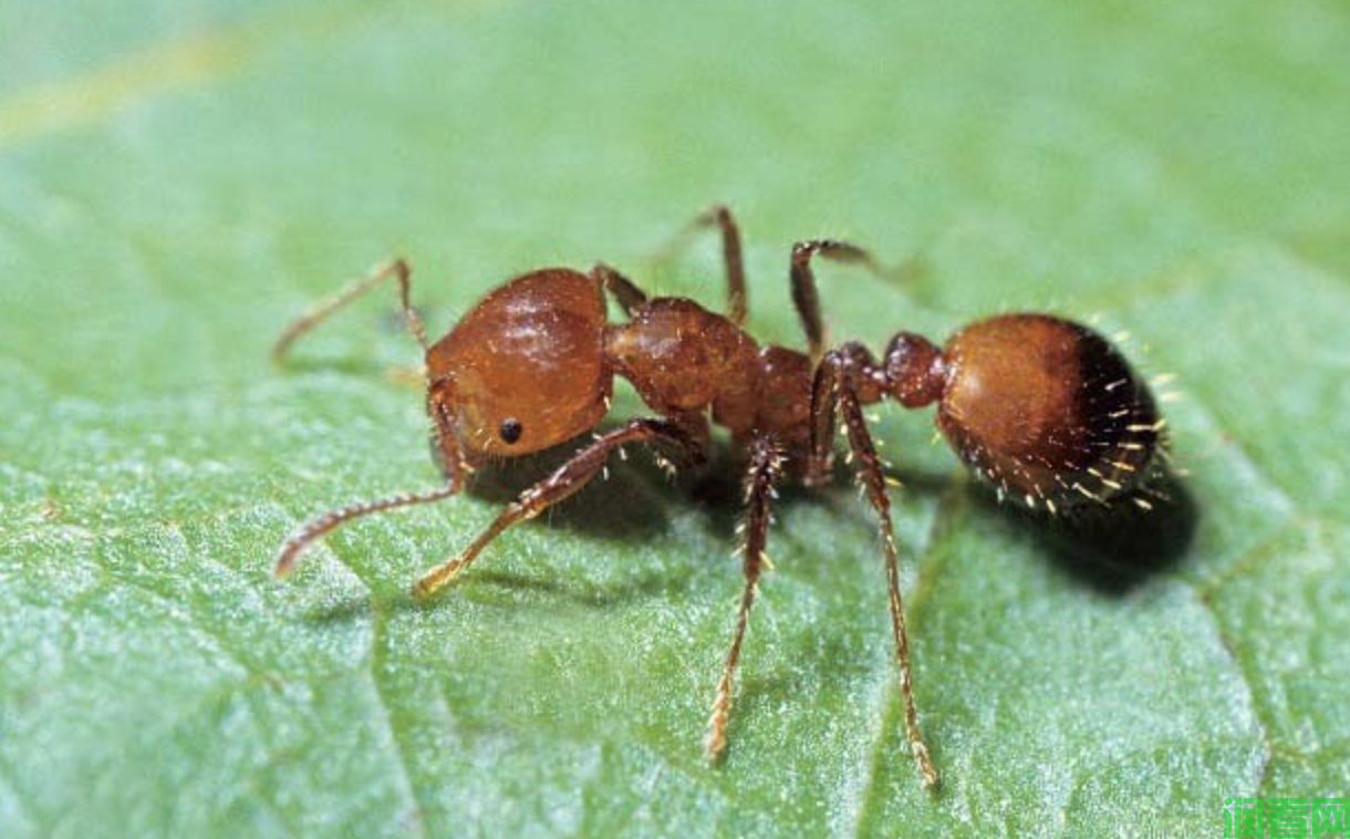 百香果上的火红蚁如何防治？