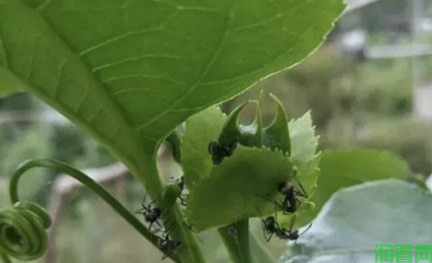百香果藤蔓上有蚂蚁，百香果有蚂蚁用什么药治？