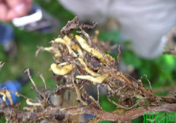 种植葡萄如何防治葡萄根瘤蚜？葡萄根瘤蚜用什么药？