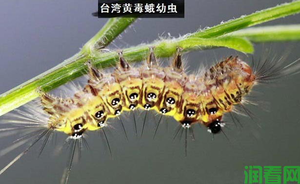 种植葡萄如何防治台湾黄毒蛾？