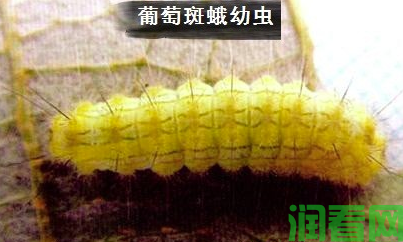 种植葡萄如何防治葡萄斑蛾？