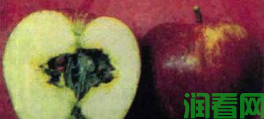 苹果霉心病用什么药治疗最好？