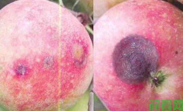 怎样防治苹果炭疽病？