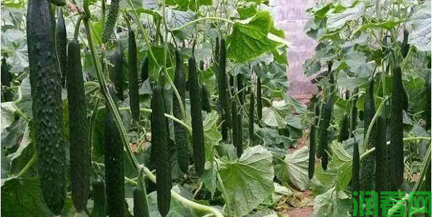 黄瓜应该怎么施肥，用什么肥料好呢？