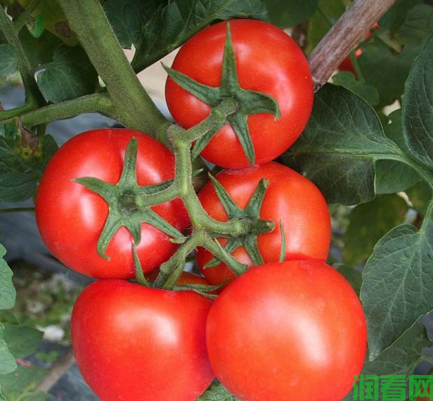 番茄的需肥规律是怎么样？