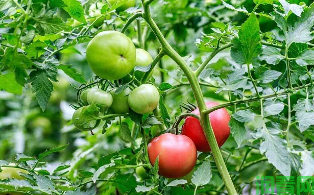 番茄对肥料有哪些需求？种番茄每亩需要施多少肥料？
