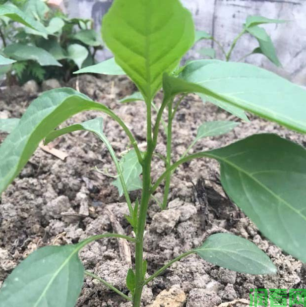 种植甜椒如何追肥？