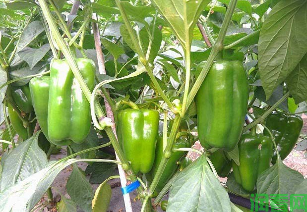 种植的甜椒应当如何施肥好？