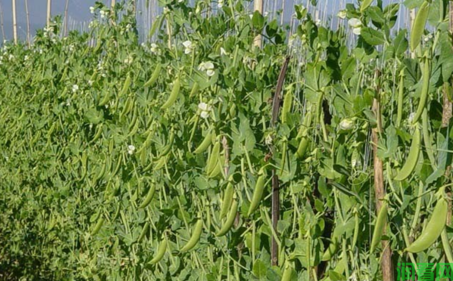豌豆如何施肥，施什么肥料好？