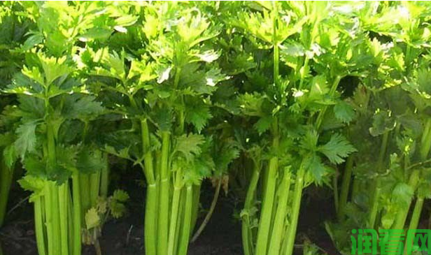 种植芹菜喷什么药可以提高产量？