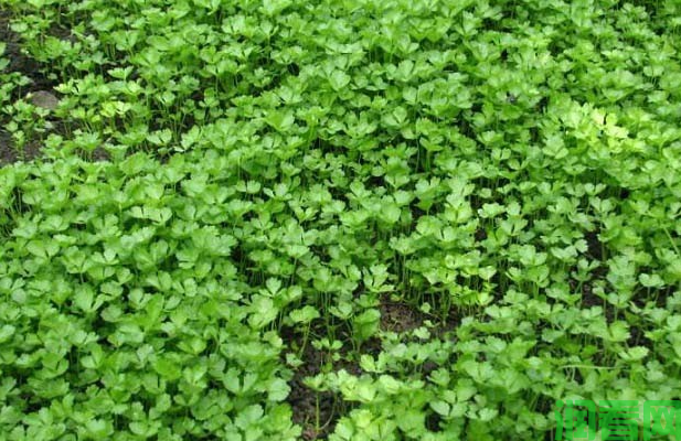 种植芹菜可以使用哪些除草剂？