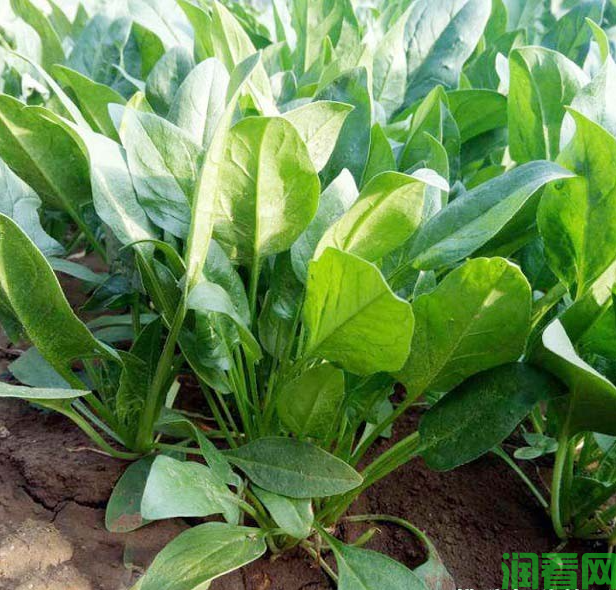 菠菜生长发育和需肥特点