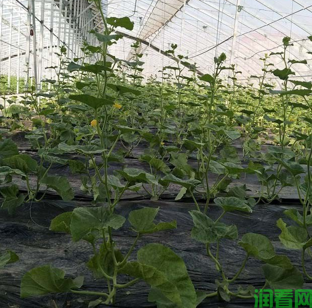 大棚黄瓜采用水肥一体化施肥方案