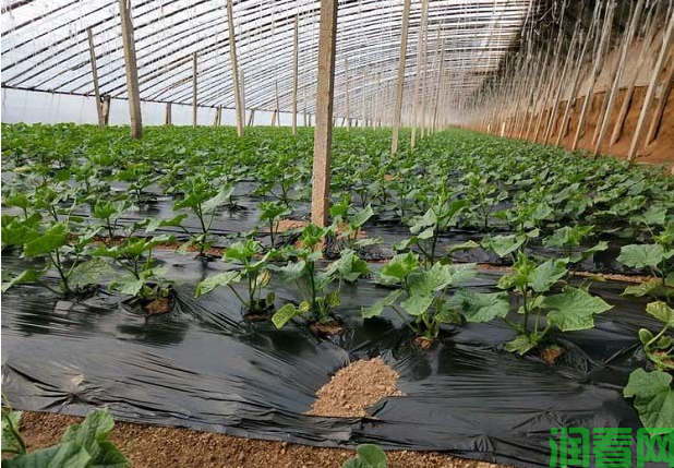 黄瓜生长期浇水施肥要注意什么？
