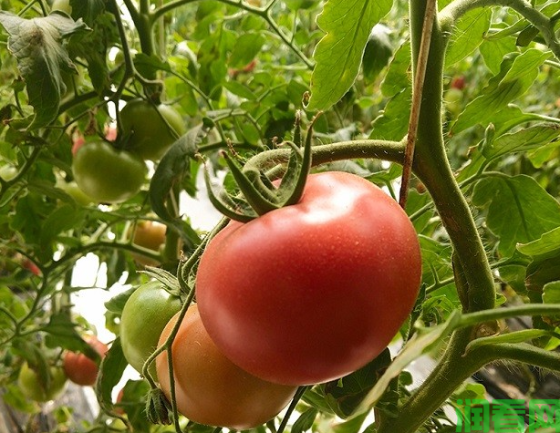 番茄日光温室冬春茬栽培技术