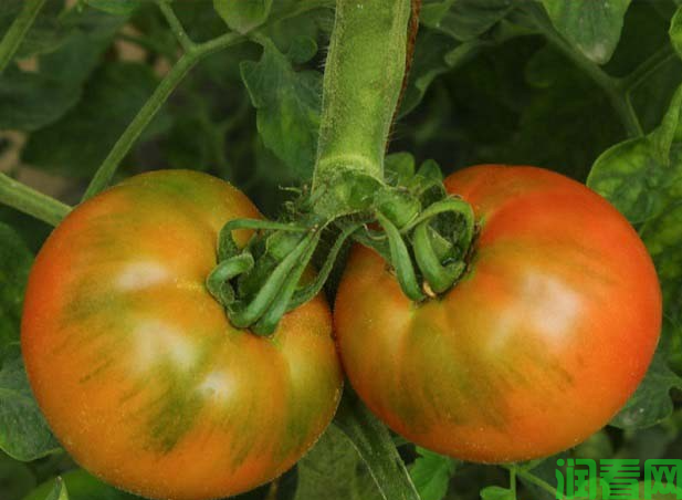 番茄塑料小棚覆盖春提早栽培技术