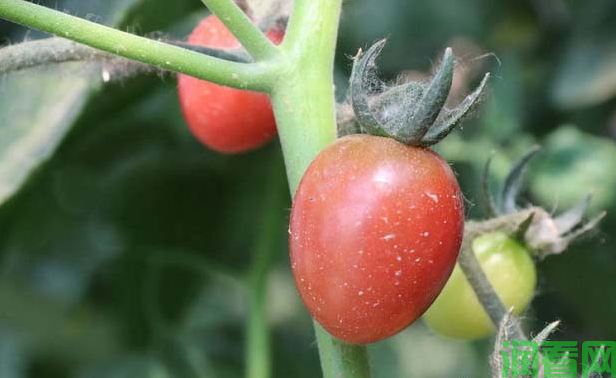 番茄塑料小棚覆盖春提早栽培特点