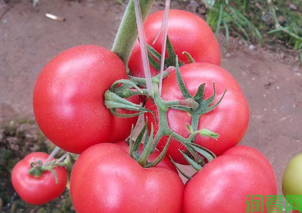 番茄塑料大棚春提前栽培技术