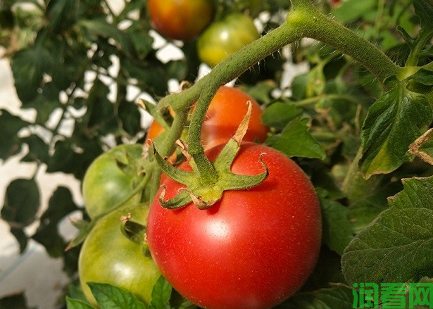 露地番茄秋茬栽培技术