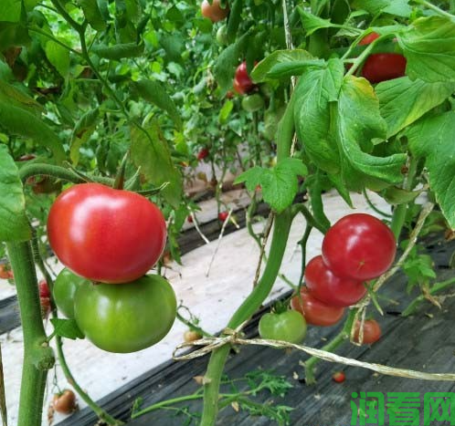 露地番茄秋茬栽培特点