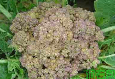 花椰菜（花菜、菜花）紫花、青花如何预防？