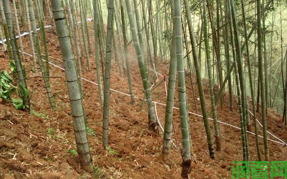 散生型笋用竹种植：成林期如何管理？