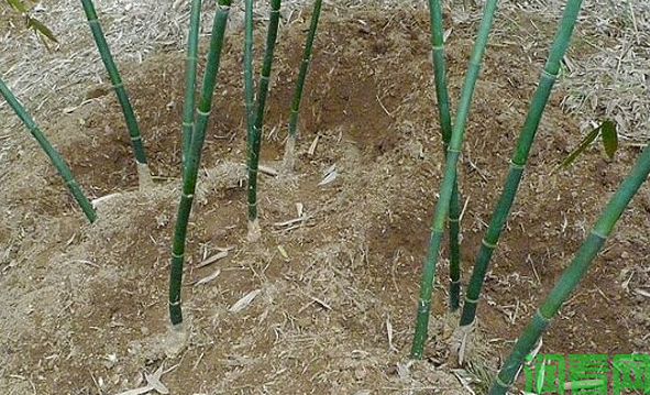 散生型笋用竹种植：幼竹期如何管理？