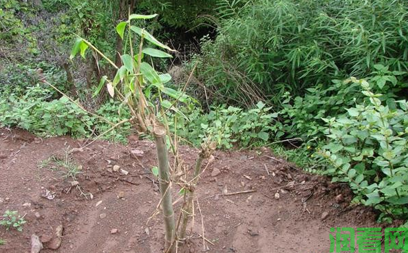 怎么样栽植散生型笋用竹？