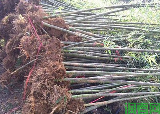 散生型笋用竹种植：竹苗如何挑选？